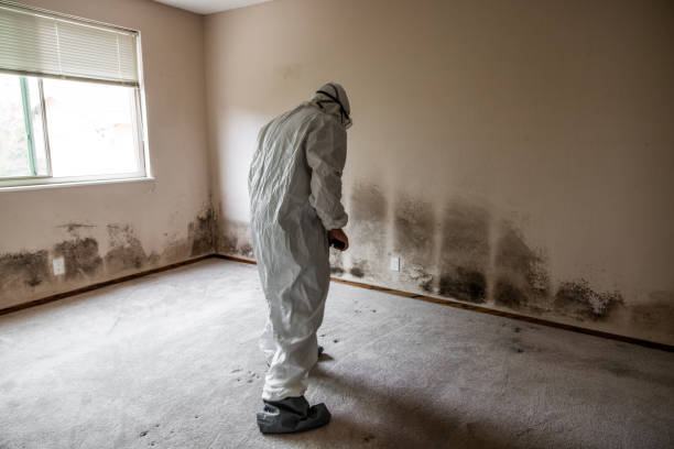 Asbestos and Lead Testing During Mold Inspection in Browns Mills, NJ